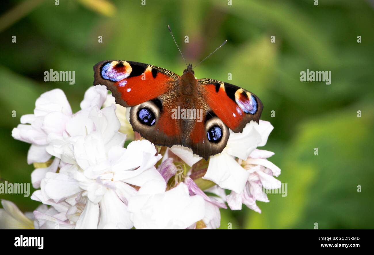 Europäischer Pfauenschmetterling (Aglais io) mit weit geöffneten Flügeln auf einem weißen Blütenstamm der Phlox in einem Garten Stockfoto
