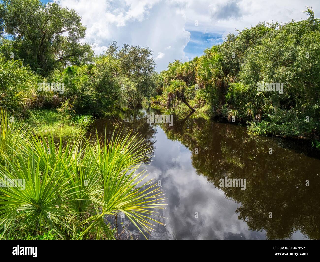 Clay Gully im Myakka River State Park in der US-amerikanischen Provinz, Florida Stockfoto