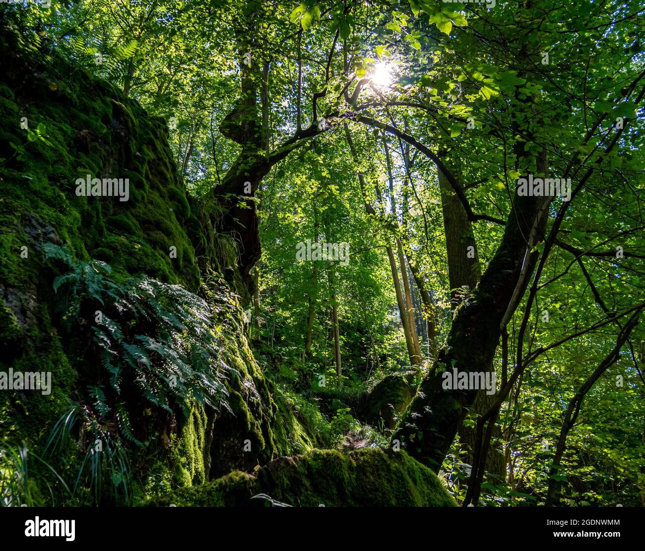 Grünes Leben im Wald Stockfoto