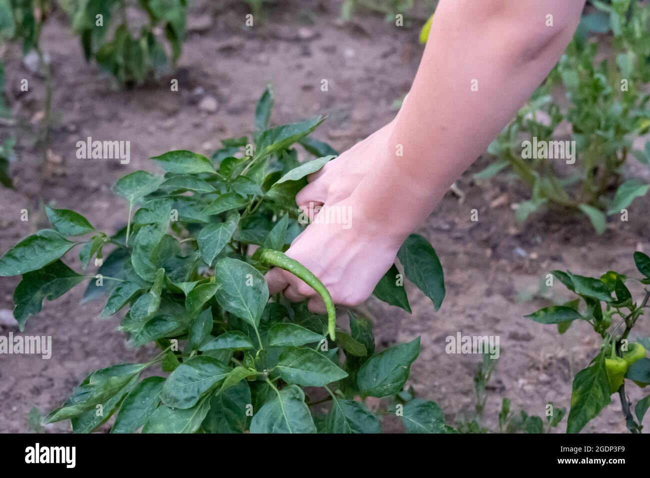 Person pflücken und Pflanzen von Obst und Gemüse aus der Pflanze im Garten, Landwirtschaft, halten kleine Pfeffer mit den Händen Stockfoto