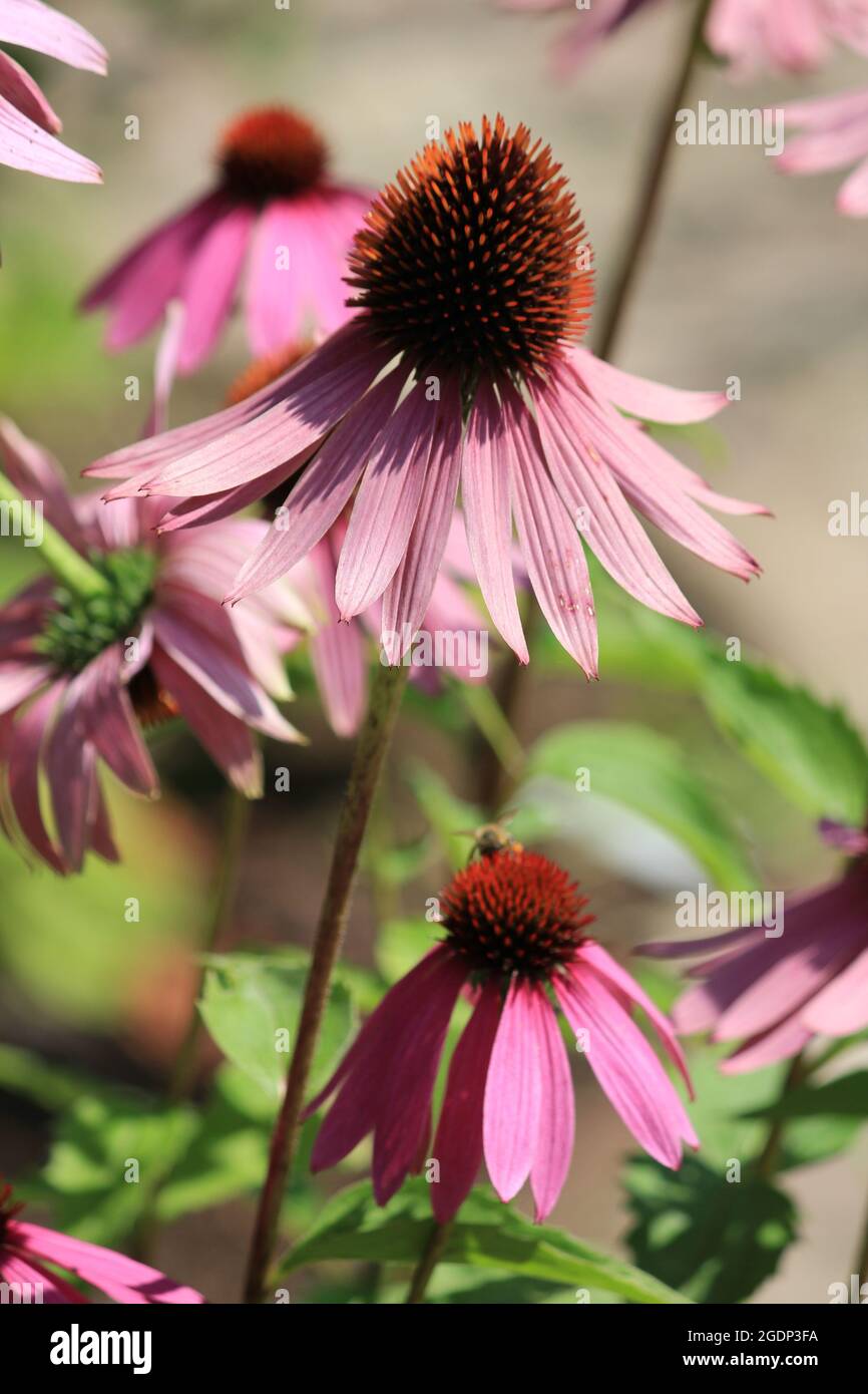 Echinacea purpurea Stockfoto