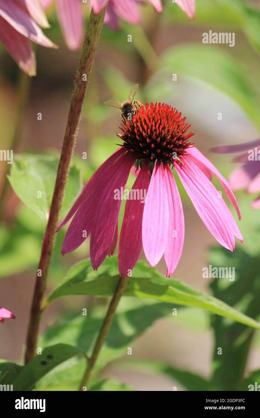 Echinacea purpurea Stockfoto