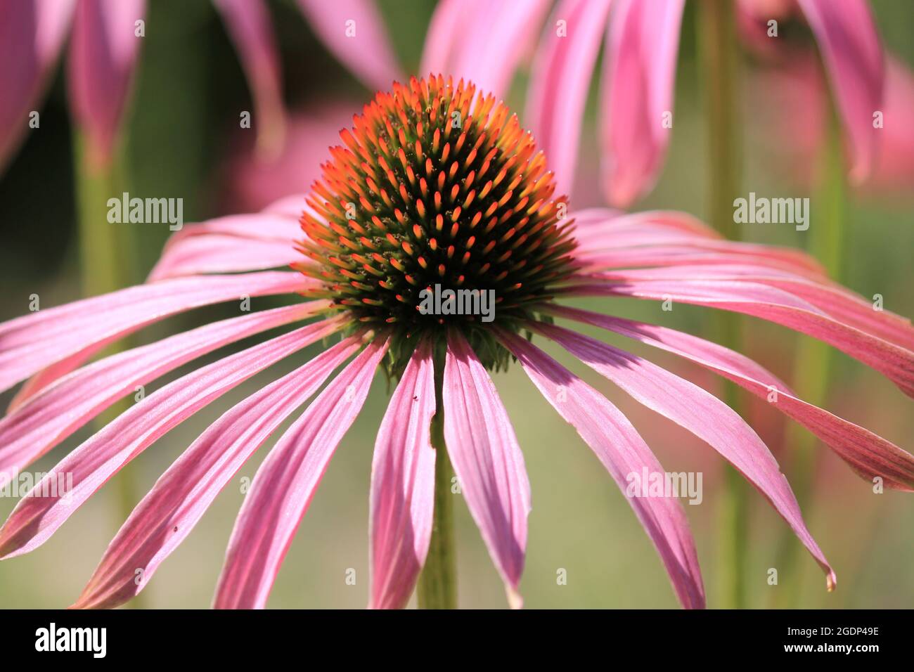 Echinacea purpurea Stockfoto