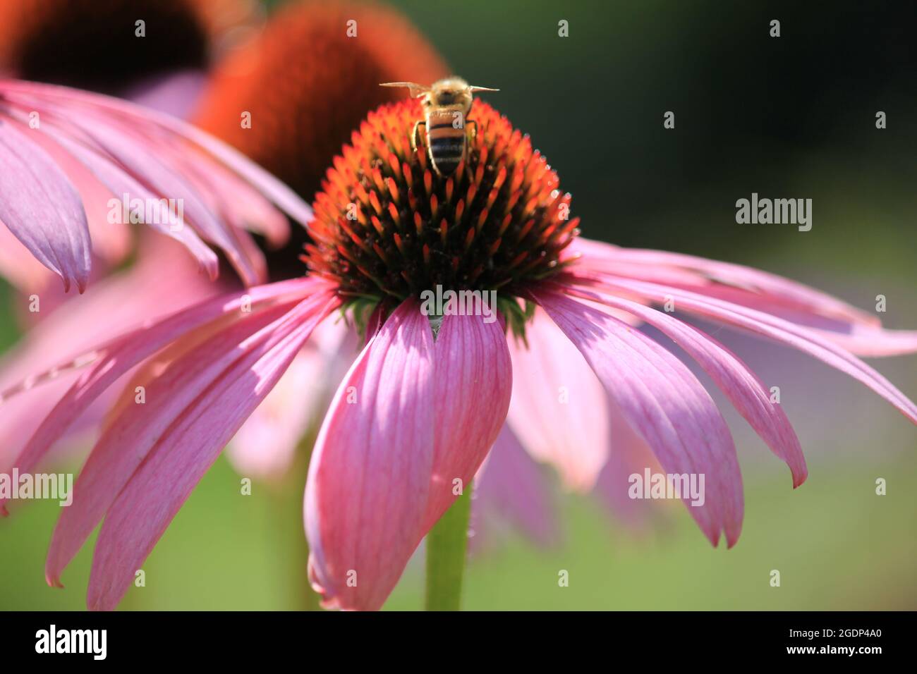 Echinacea purpurea Stockfoto