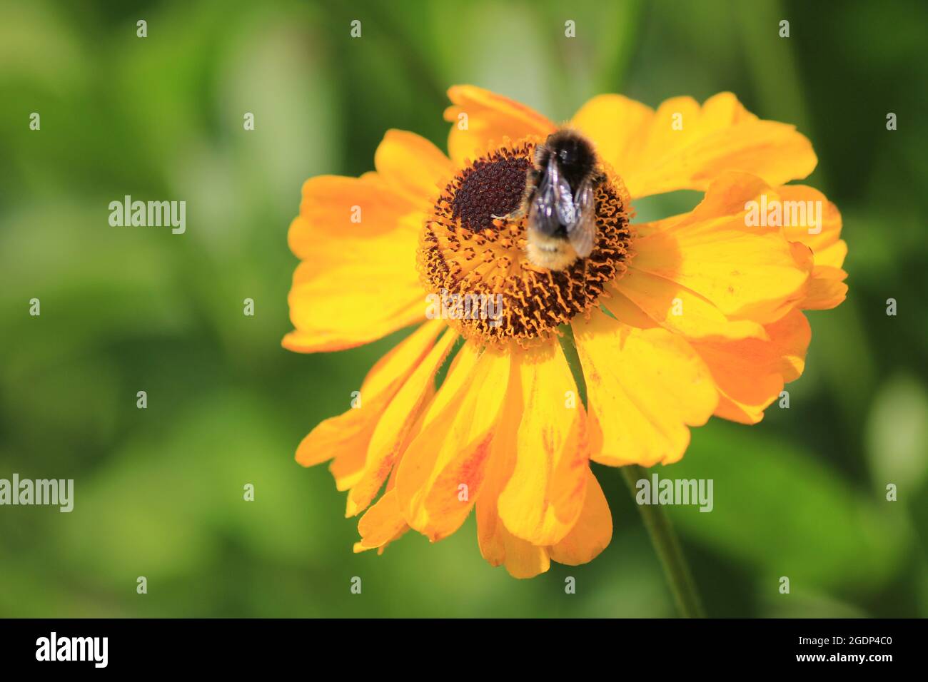 Hortus Botanicus Botanischer Garten Stockfoto