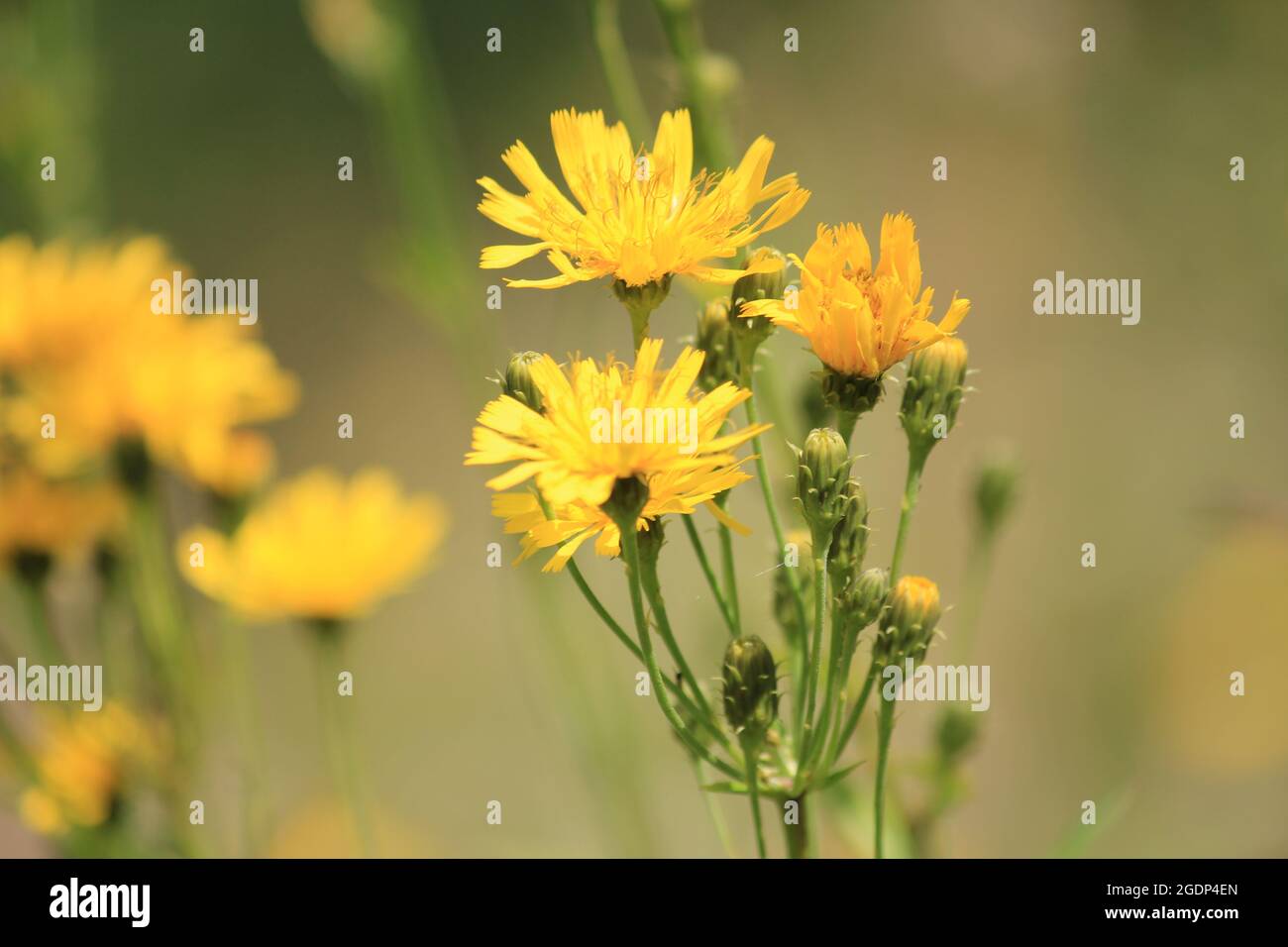 Hortus Botanicus Botanischer Garten Stockfoto