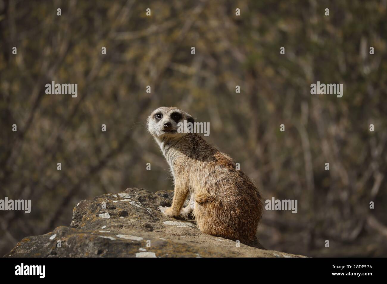 Wachsames Suricate on Rock im Zoologischen Garten. Afrikanisches Zootier namens Meerkat ((Suricata suricatta). Stockfoto
