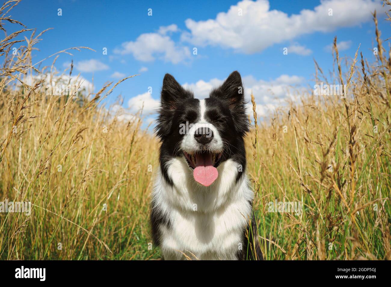 Bezauberndes Porträt des Border Collie im Grasfeld während des sonnigen Tages. Süßer schwarz-weißer Hund mit Zunge aus und blauer Himmel mit Wolken in der Natur. Stockfoto