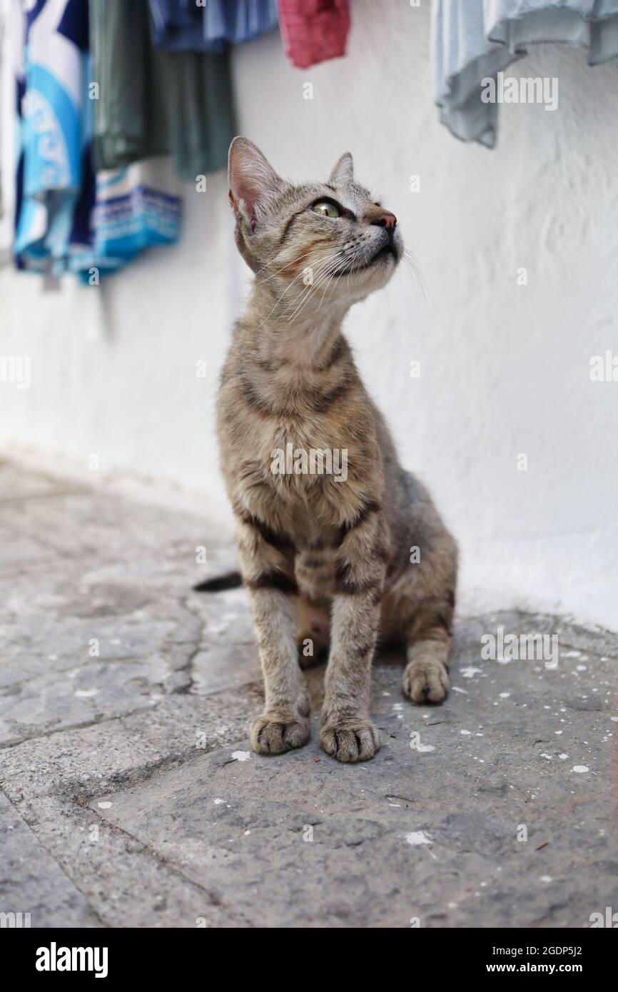 Junge Feral Katze in der Straße von Lindos in Griechenland. Greek Stray Kitten sitzt draußen auf dem Boden. Stockfoto