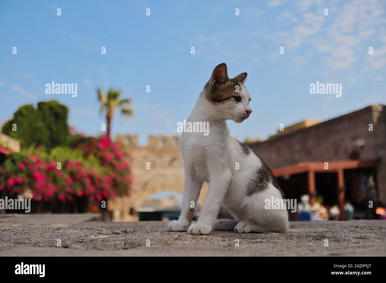 Die niedliche Feral Cat sitzt in Rhodos-Stadt mit dem Virgin Mary Gate im Hintergrund. Junge, stray Kitten während des Tages in Griechenland. Stockfoto