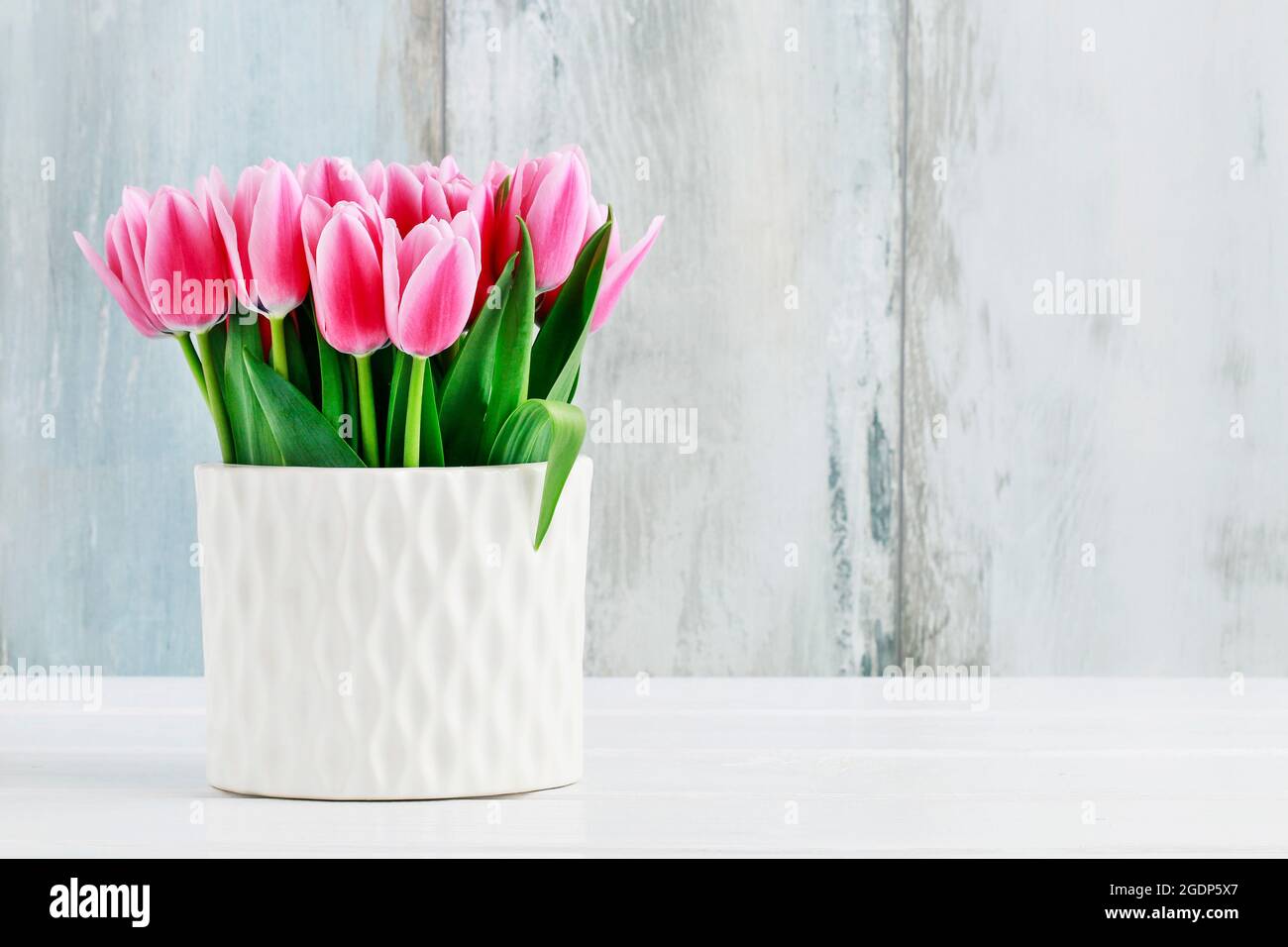 Rosa Tulpen in weißer Keramikvase, blauer Holzhintergrund. Stockfoto