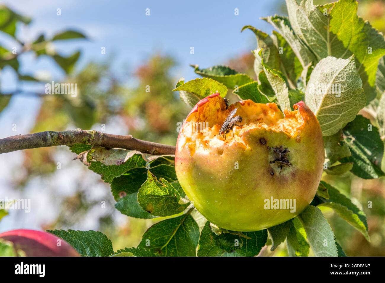 Ein Apfel, der auf einem Baum wächst, der teilweise von Vögeln und Wespen gefressen wurde. Stockfoto