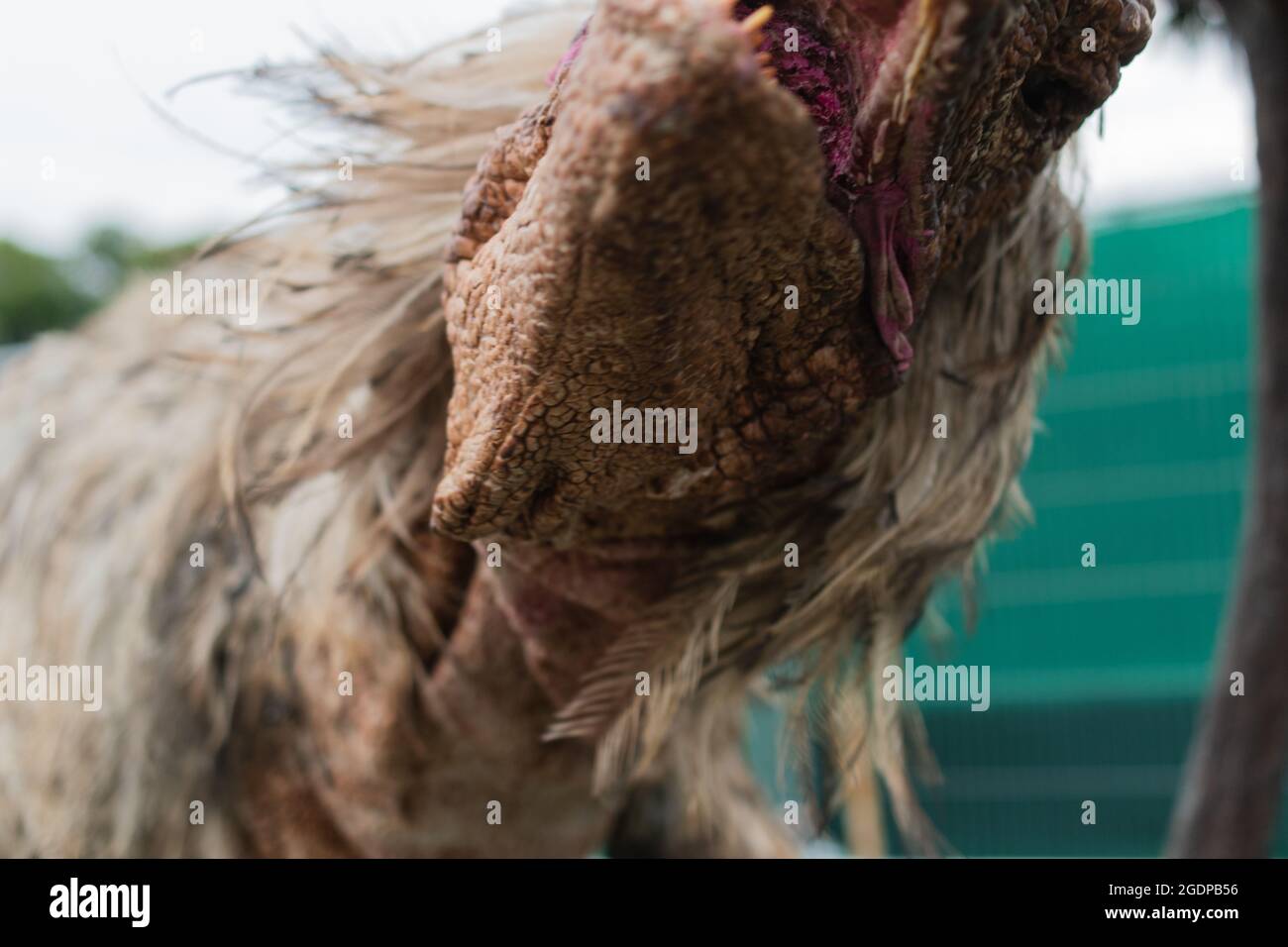 Gedreht bei der Ausstellung megalodon Creations in heden Stockfoto