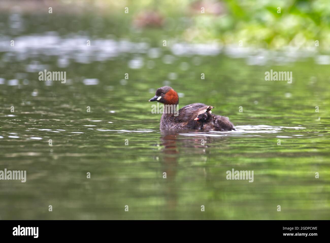 Zwergtaucher Stockfoto