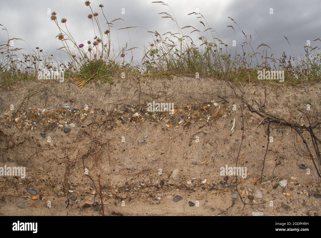 Wechsel von Sand- und Kiesschichten in einem Sediment unter dem Grasland in der Nähe der Küste Stockfoto