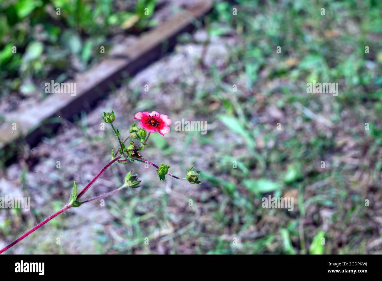 Kleine rote Blume im Garten, im Sommer Stockfoto