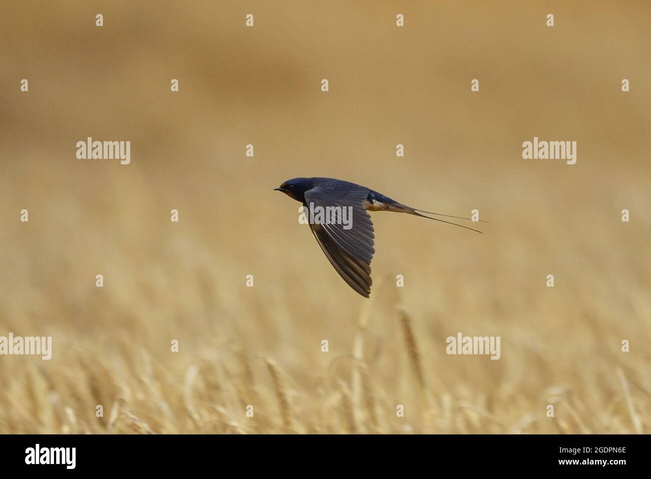 Nahaufnahme einer schwarzen Schwalbe, die über einem Weizenfeld fliegt Stockfoto