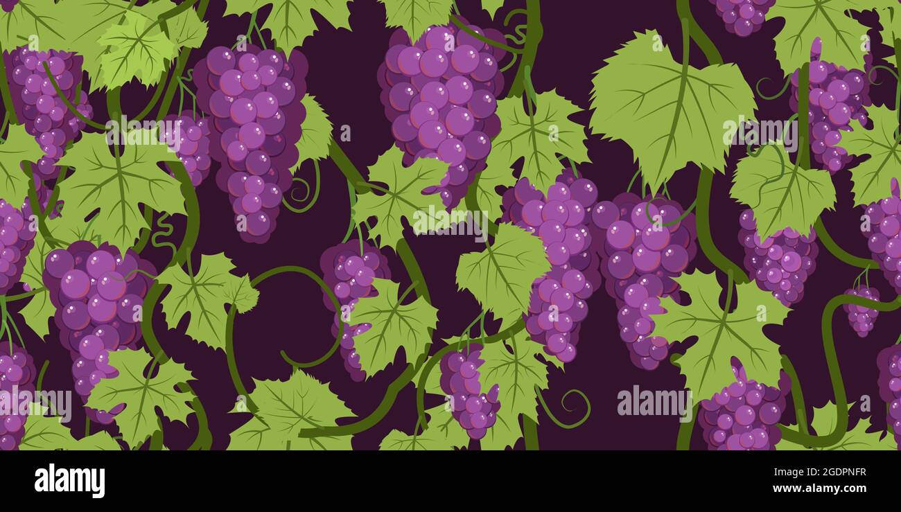 Violett-rote Trauben auf der Rebe. Zweige mit Beeren auf einem dichten Busch. Auf dunklem Hintergrund. Junger Weinberg. Süße Herbsternte. Nahtlos Stock Vektor