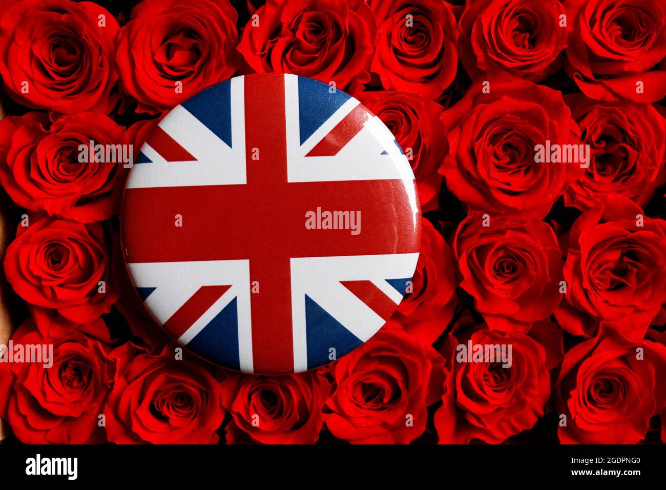 Die Flagge Großbritanniens, allgemein bekannt als Union Jack, gedruckt auf einem Knopfabzeichen, das auf einem roten rosa Hintergrund liegt. Stockfoto