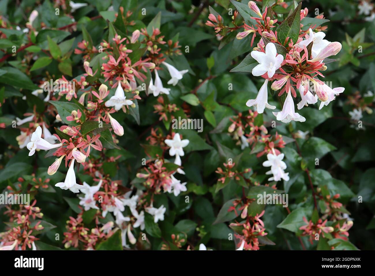 Abelia x grandiflora ‘prostrate White’ Abelia prostrate White – glänzende mittelgrüne Blätter mit cremefarbenen Rändern, roten Stielen, Juli, England, Großbritannien Stockfoto