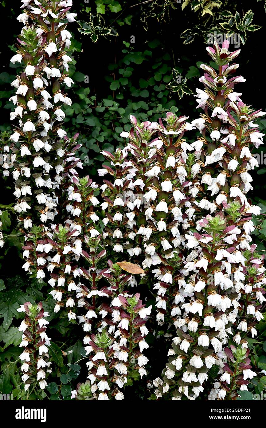 Acanthus mollis Bear’s Breeches – hohe Blütenspitzen weißer Blüten, umschlossen von violetten Hochblättern, Juli, England, Großbritannien Stockfoto