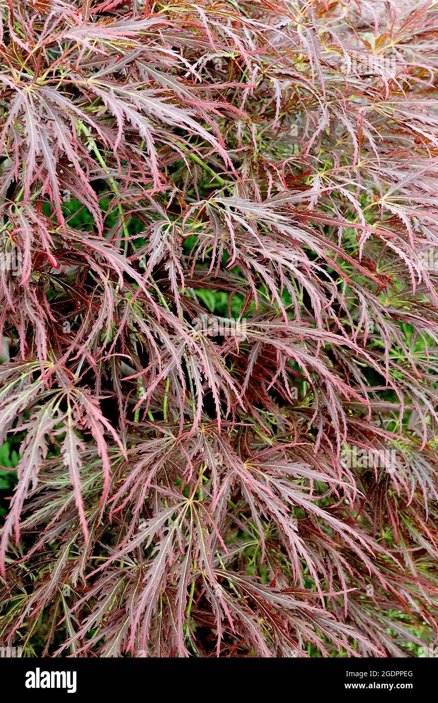 Acer palmatum dissectum ‘Ornatum’ japanischer Schnittahorn Ornatum – fein zerschnittete kastanienbraune Blätter mit gelber Mittelrippe, Juli, England, UK Stockfoto