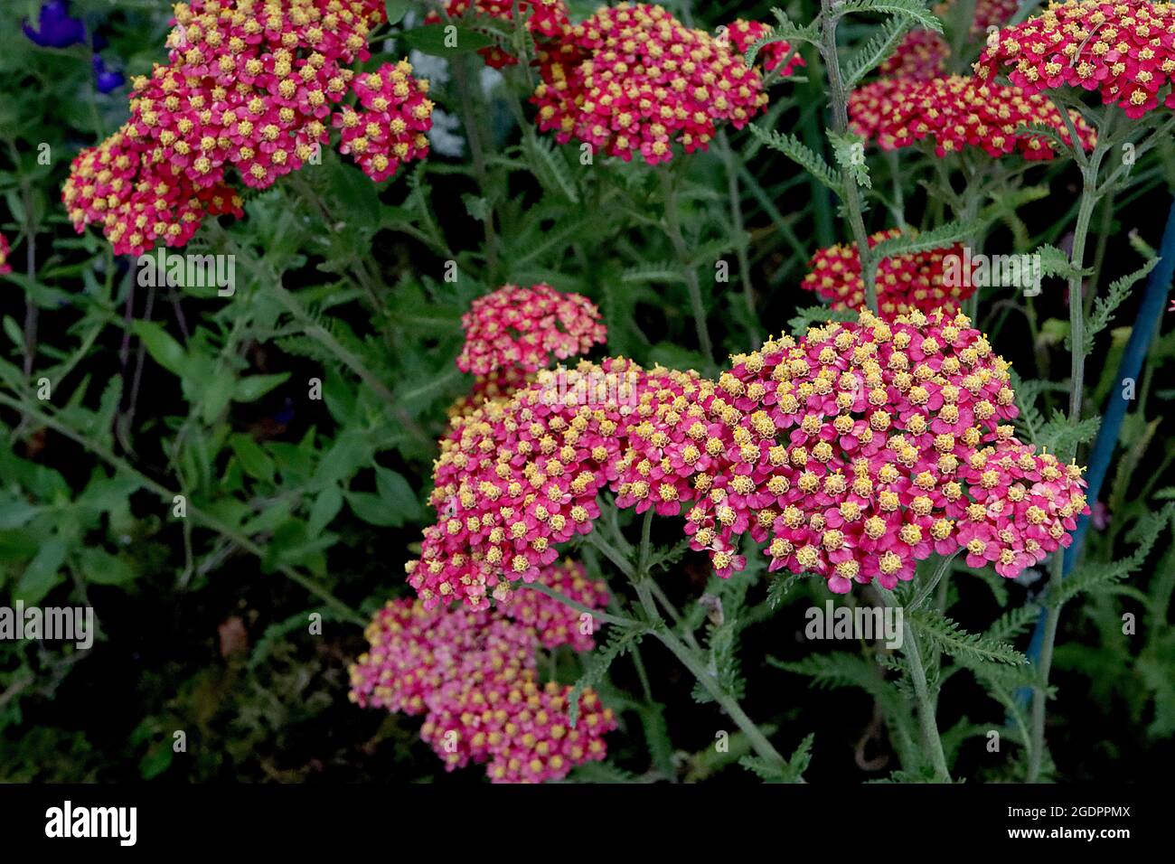 Achillea millefolium ‘Fanal’ Schafgarbe Fanal - dichte, flache Blütenköpfe aus winzigen roten und karmesinroten Blüten und farnigen graugrünen Blättern, Juli, England, Großbritannien Stockfoto