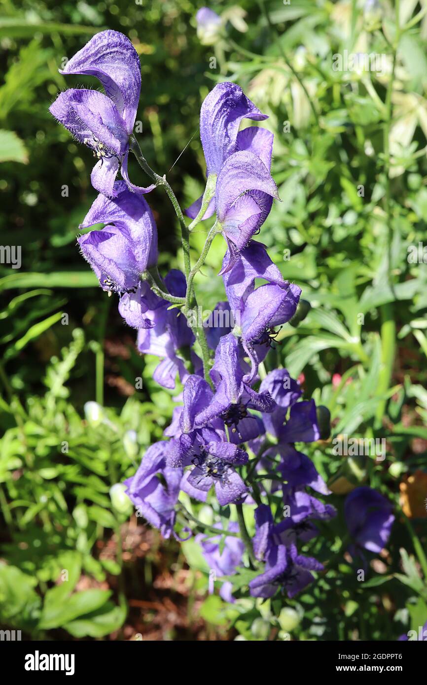 Aconitum napellus ‘Spark’s Variety’ Aconite Spark’s Variety – helmförmige lila blaue Blüten und schlanke gelappte Blätter, Juli, England, Großbritannien Stockfoto