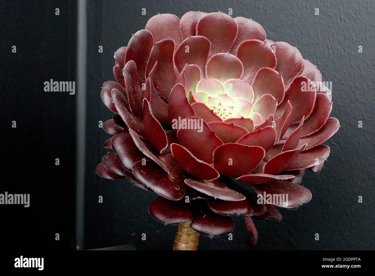 Aeonium ‘Bronze Teacup’ Rosette aus löffelförmigen bronzeroten Blättern auf dickem Stamm, Juli, England, Großbritannien Stockfoto