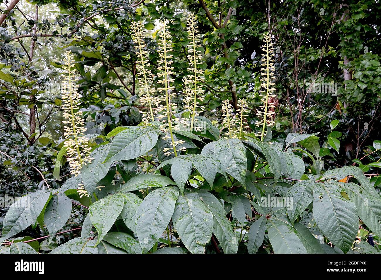 Aesculus parviflora Bottelbrush buckeye – aufrechte Trauben von cremefarbenen Blütenknospen und großen palmately zusammengesetzten Blättern, Juli, England, Großbritannien Stockfoto