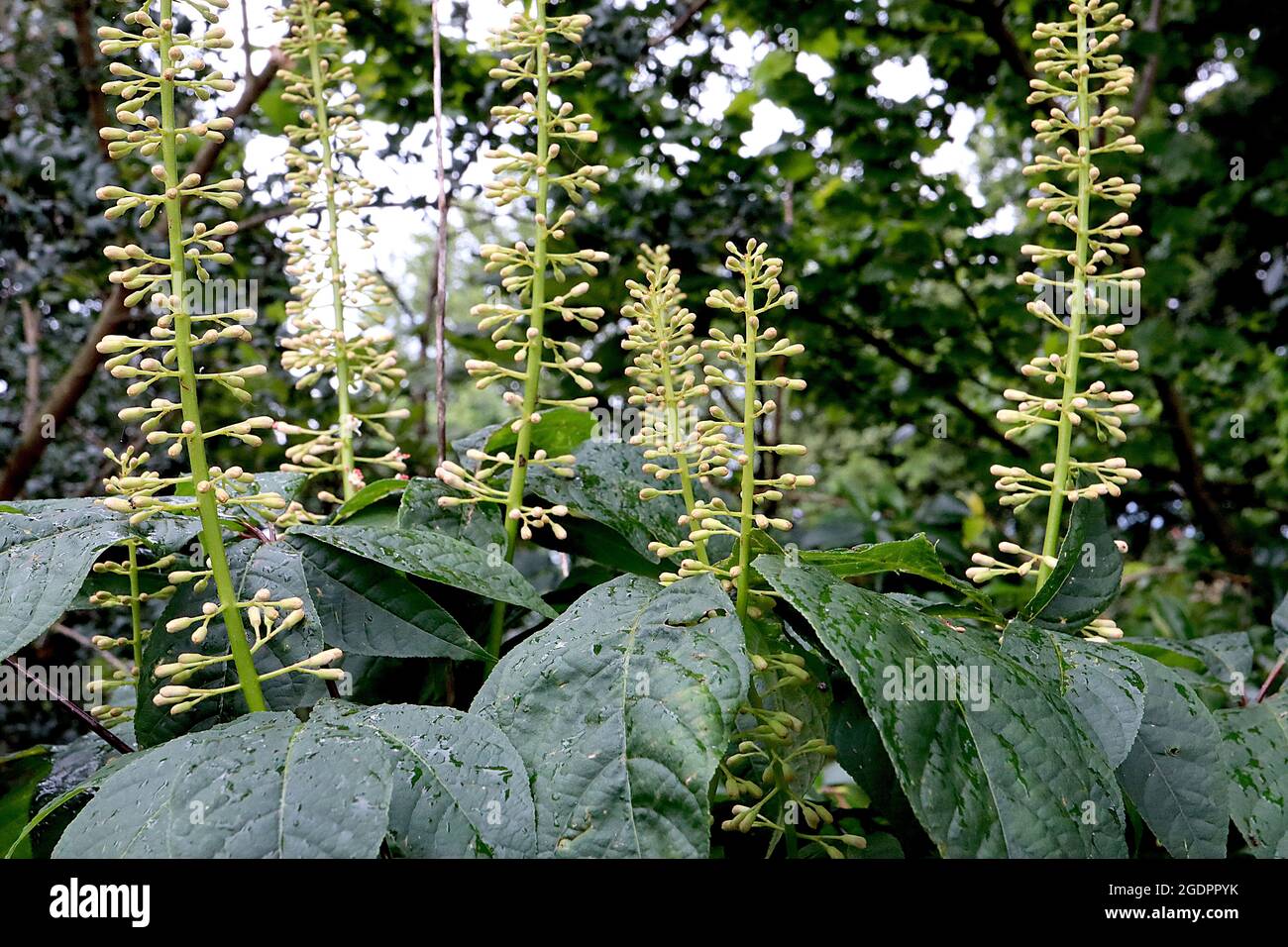 Aesculus parviflora Bottelbrush buckeye – aufrechte Trauben von cremefarbenen Blütenknospen und großen palmately zusammengesetzten Blättern, Juli, England, Großbritannien Stockfoto