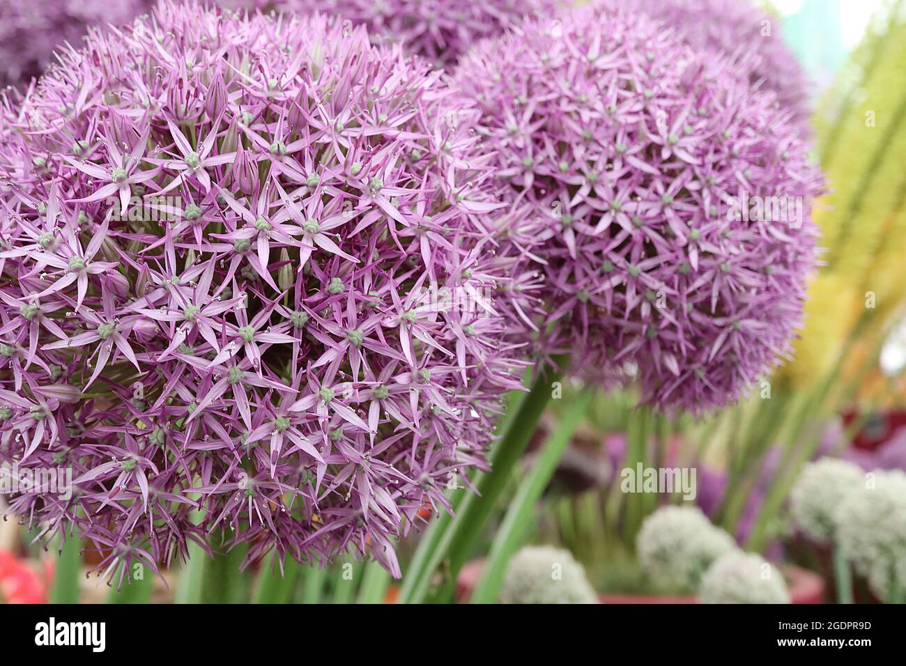 Allium ‘Pinball Wizard’ dichte kugelförmige Dolden sternförmiger violetter Blüten auf mittleren Stielen, Juli, England, Großbritannien Stockfoto