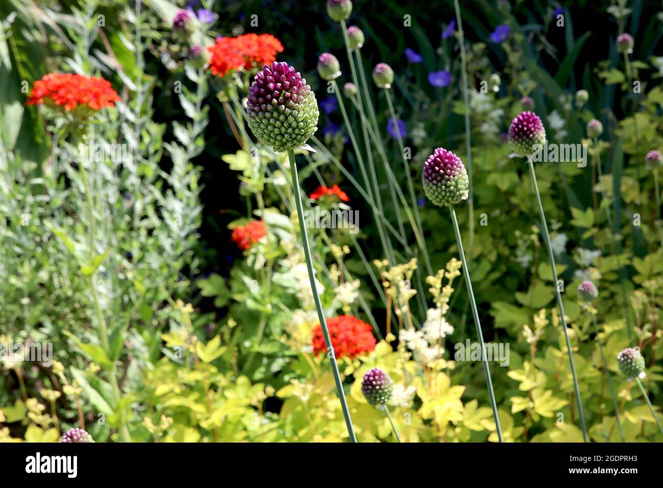 Allium sphaerocephalon drumstick allium – dichter eiförmiger Haufen tiefvioletter Blüten, Juli, England, Großbritannien Stockfoto