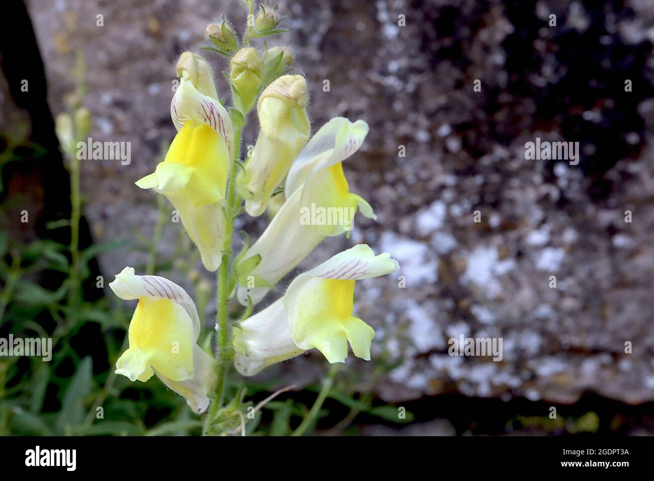 Antirrhinum siculum sizilianischer snapdragon – lockere Raceme aus cremefarbenen Blüten mit violetten Adern und markantem gelben Gaumen, Juli, England, Großbritannien Stockfoto