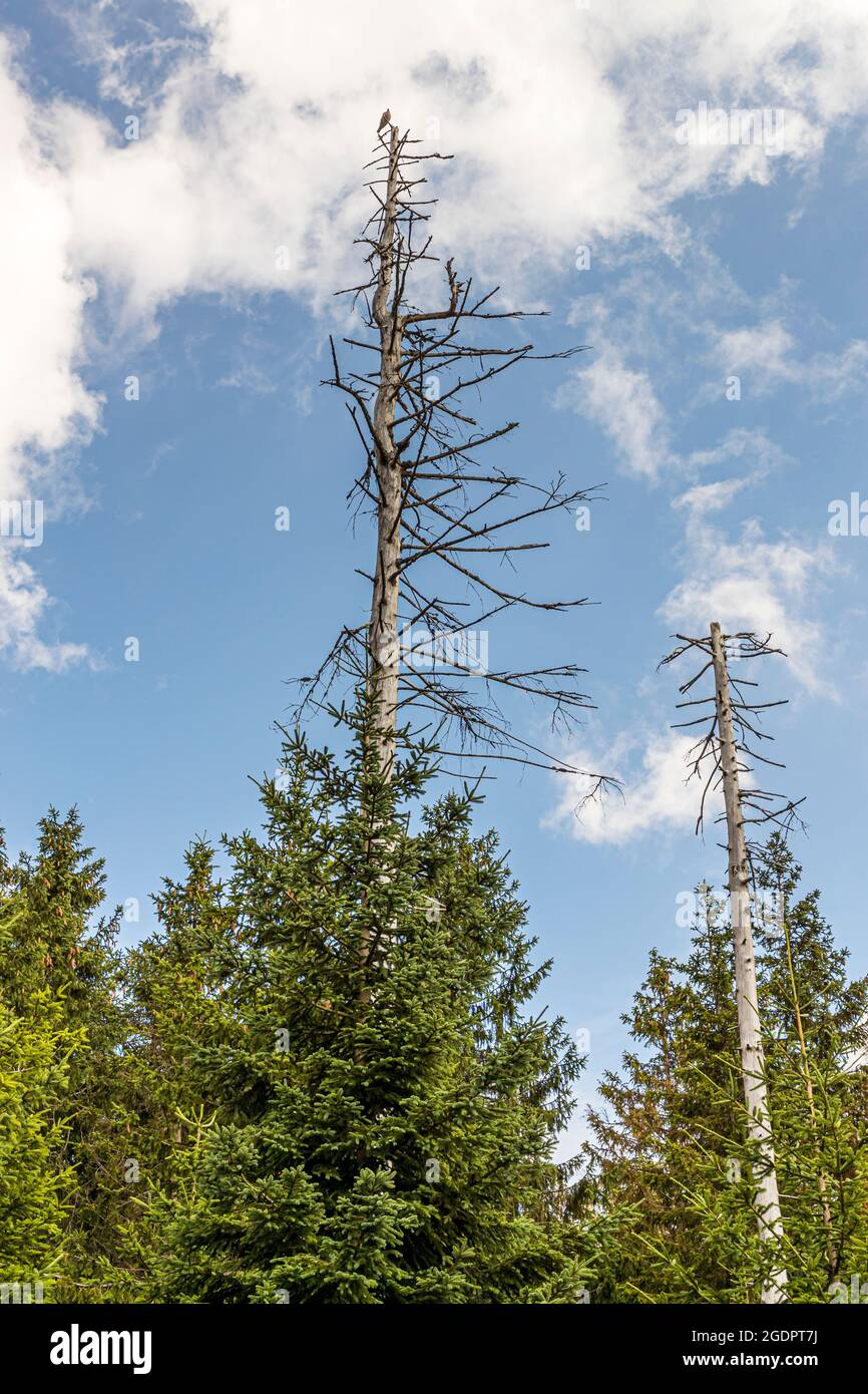 Waldrückschlag im Harz bei Braunlage, Deutschland Stockfoto