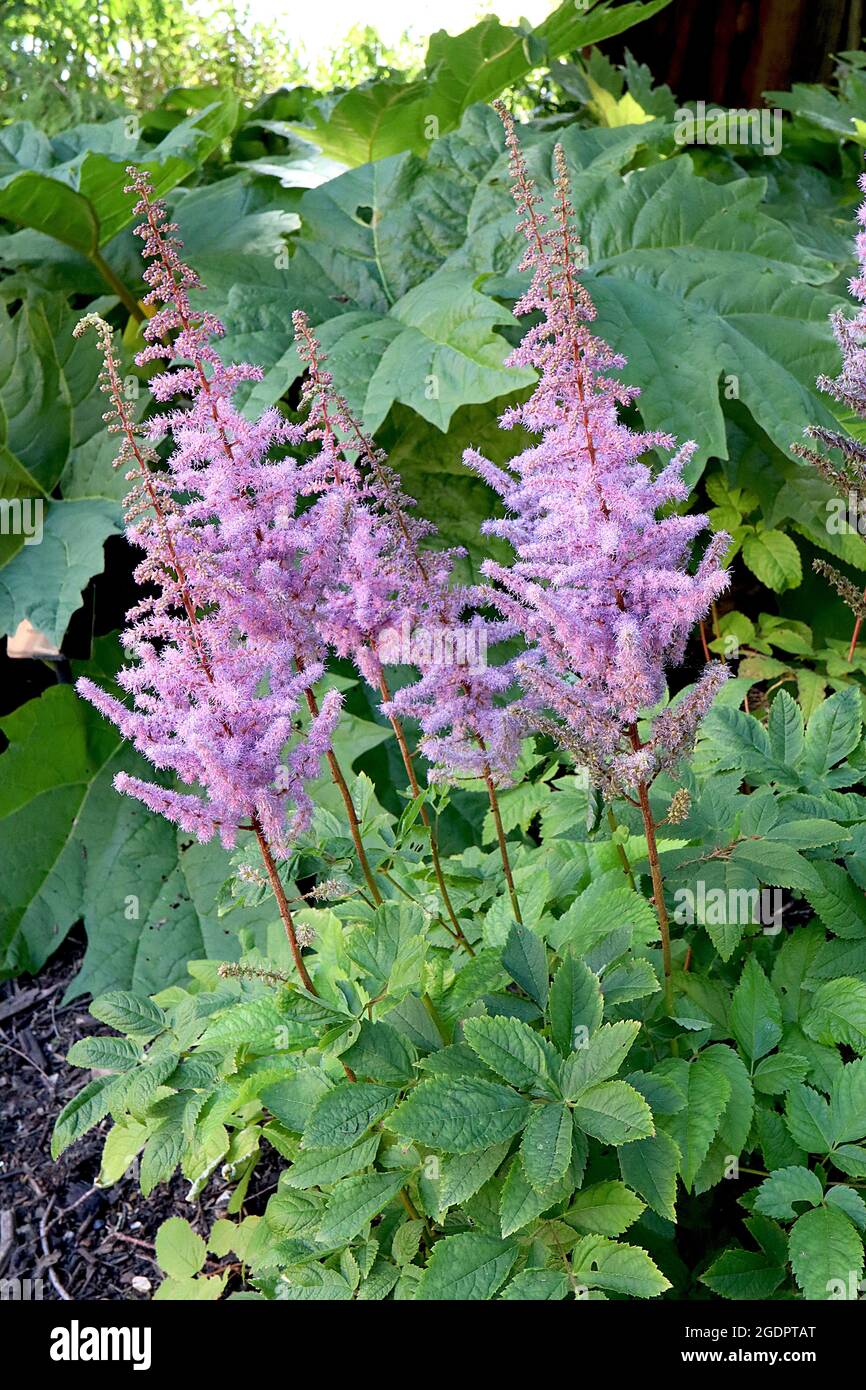 Astilbe x arendsii ‘Flamingo’ falscher Ziegenbart – federleichte Federn winziger rosa Blüten, Juli, England, Großbritannien Stockfoto
