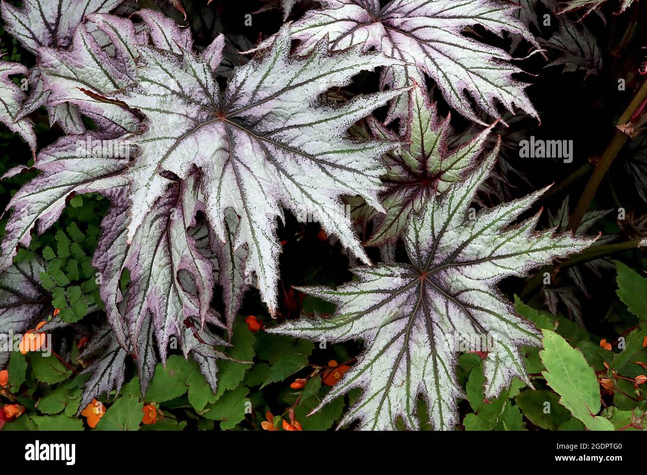 Begonia ‘Connie Boswell’ große tiefgelappte dunkelgrüne Blätter mit silbernem Zuckerguss und markanten Adern, Juli, England, Großbritannien Stockfoto