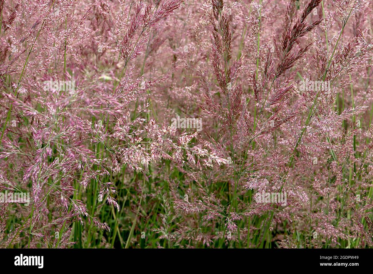 Calamagrostis x acutfilora ‘Karl Foerster’ Federschilfgras Karl Foerster – federleichte Blütenrispen auf hohen, frisch grünen Stielen, Stockfoto