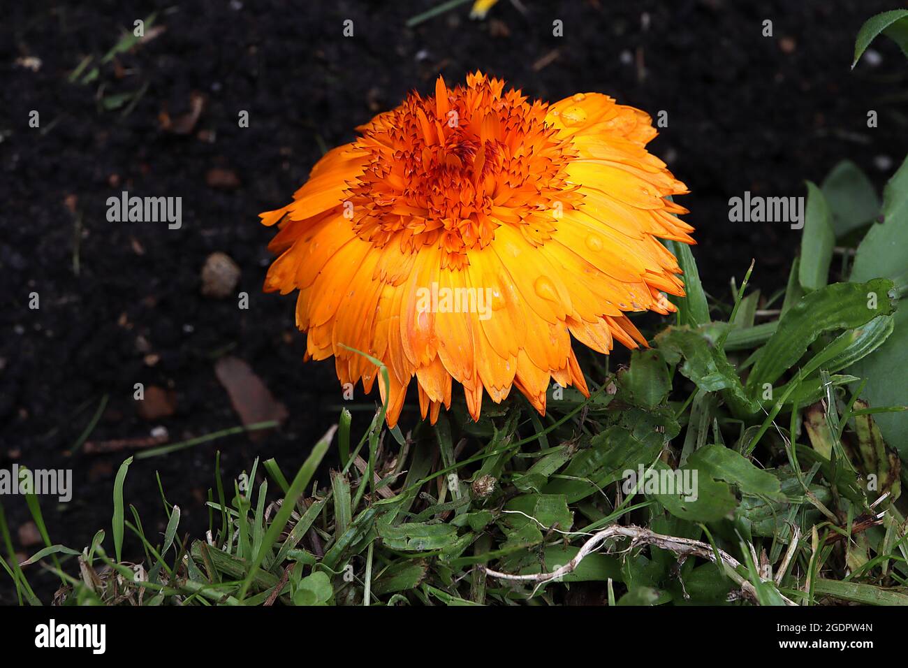 Calendula officinalis ‘Crown Orange’ Topf Ringelblume Crown Orange – orange Blüten mit gelbem Halo und gekröntem Zentrum, Juli, England, Großbritannien Stockfoto