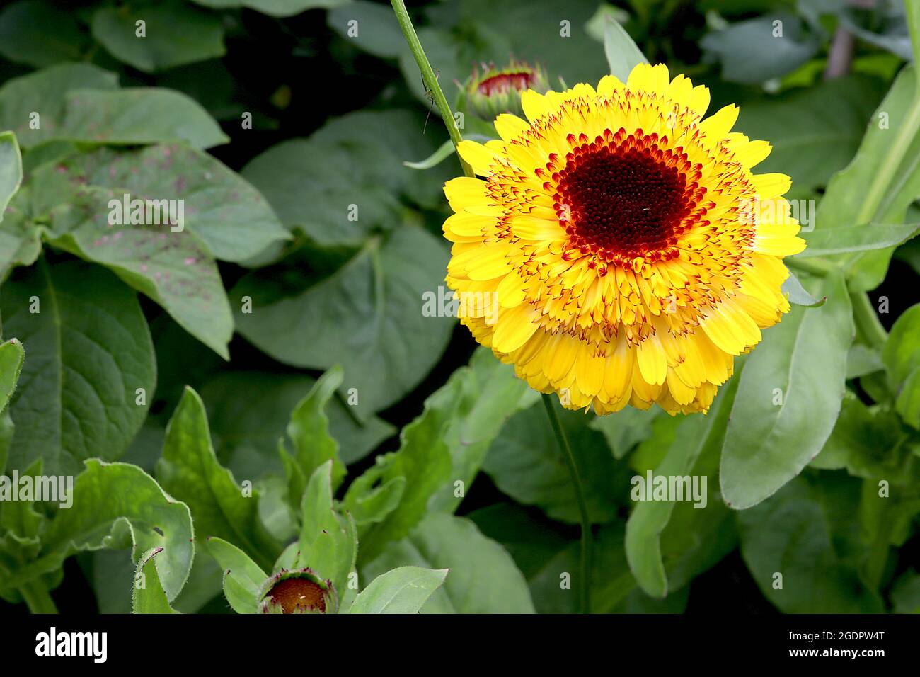 Calendula officinalis ‘Crown Yellow’ Topf Ringelblume Crown Yellow - gelbe Blüten mit Krone und braunem Zentrum, Juli, England, Großbritannien Stockfoto