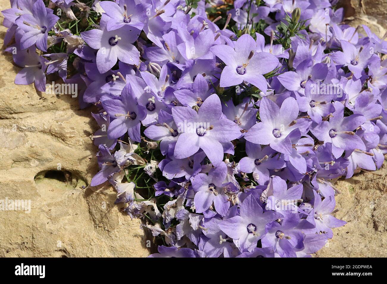 Campanula fragilis var hirsuta haarig-blättrige brüchige Glockenblume – Haufen lilafarbener, offener Blüten mit langgestrecktem Stil, Juli, England, Großbritannien Stockfoto