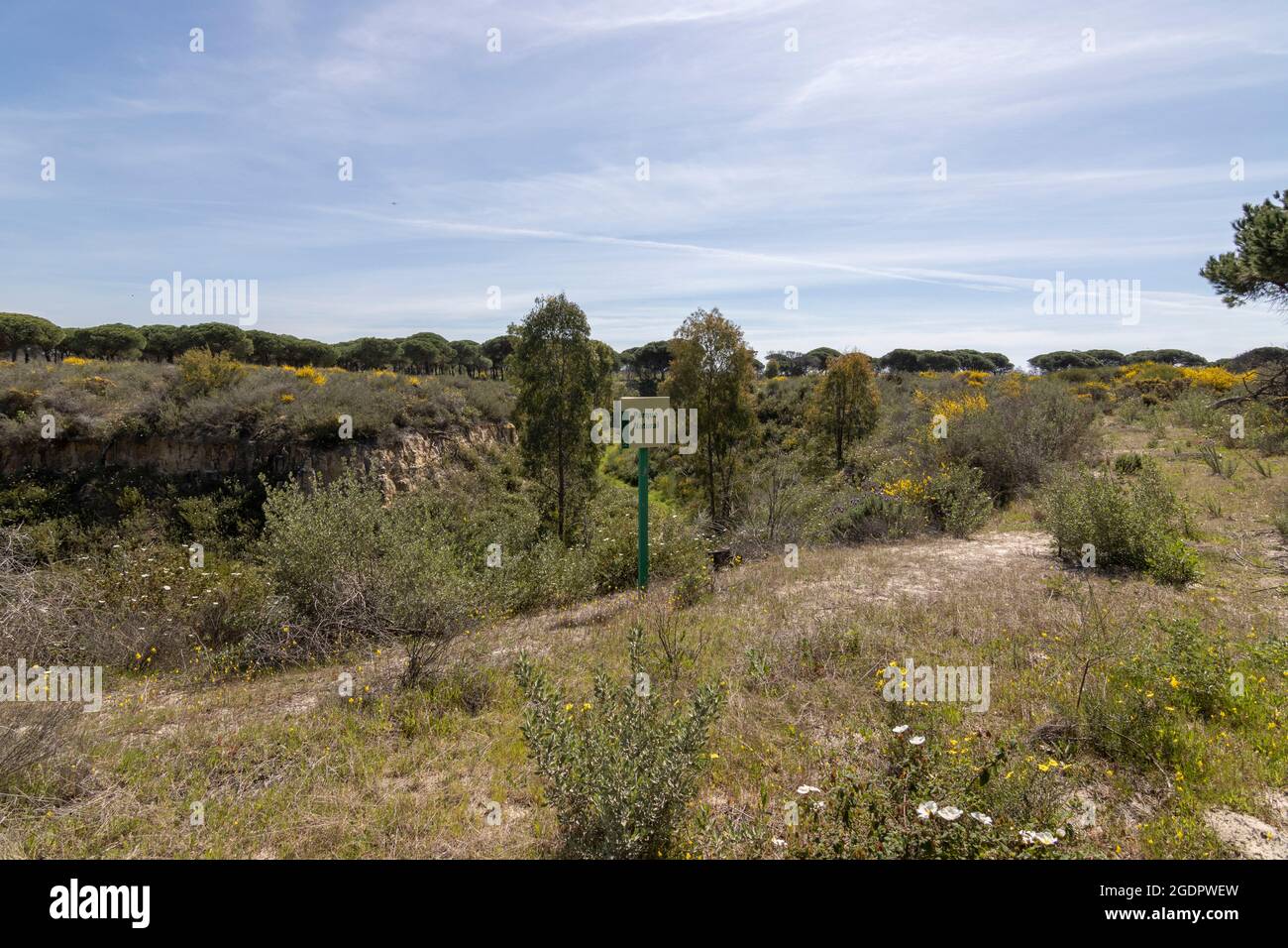 Ein Kiefernwald im Nationalpark Doñana, in der Provinz Huelva, Spanien Stockfoto