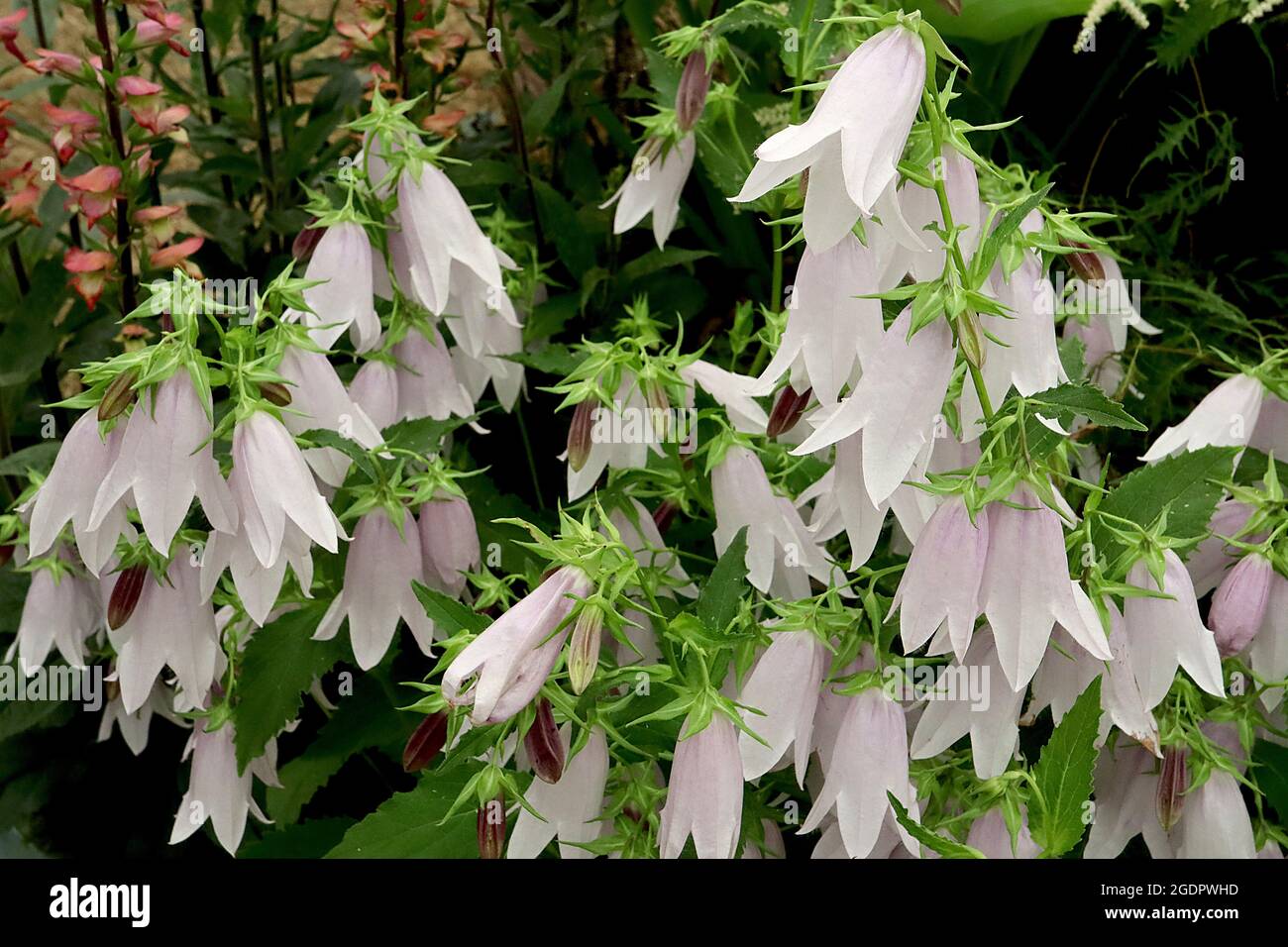 Glockenblume Glockenblume Glockenblume Glockenblume - hängende glockenförmige weiße Blüten, violett gefärbt, Juli, England, ‘ Stockfoto