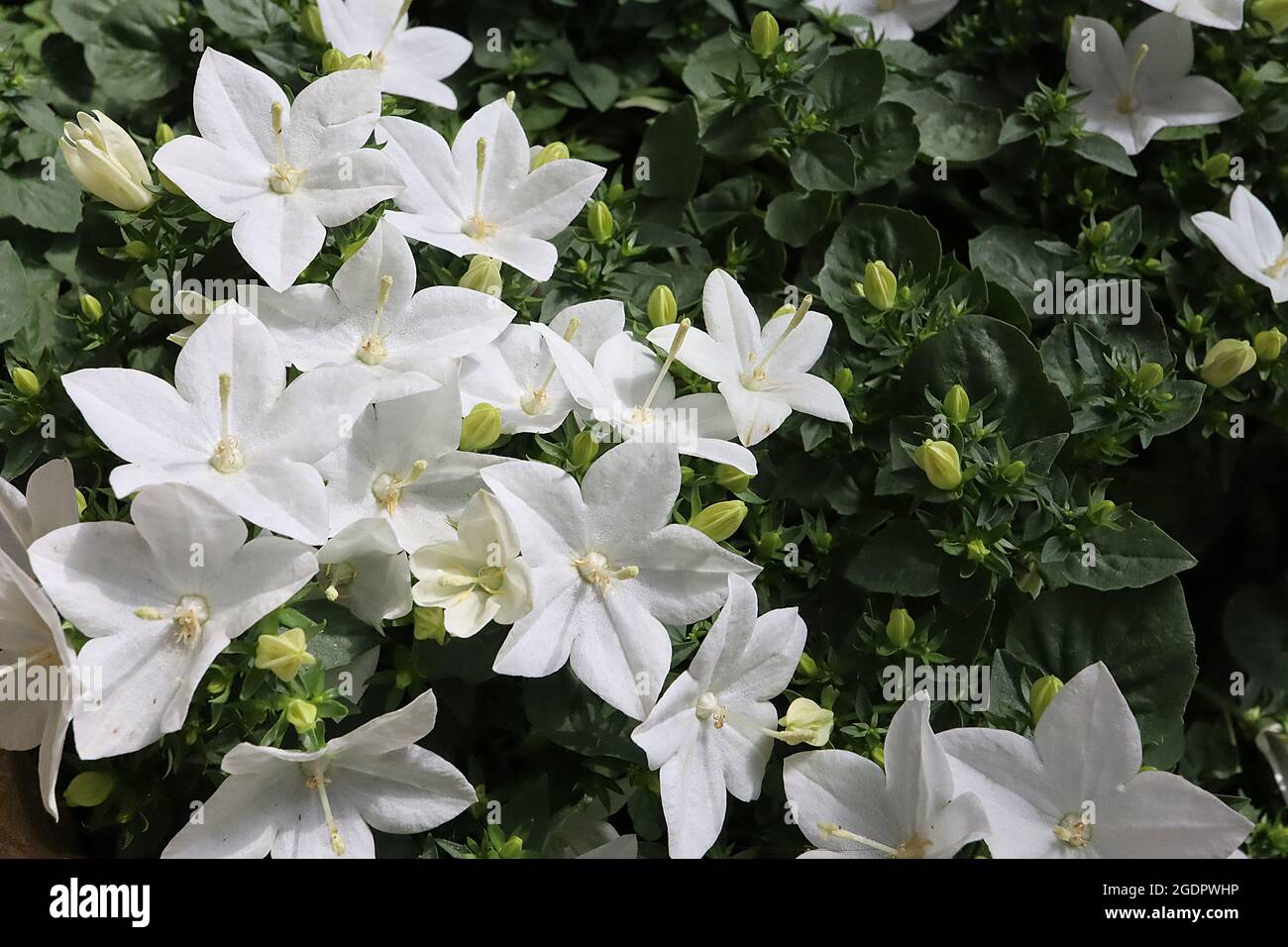 Campanula isophylla ‘Alba’ Italienische Glockenblume Alba - Gruppen von weißen, offenen Blüten mit länglicher Form, Juli, England, Großbritannien Stockfoto