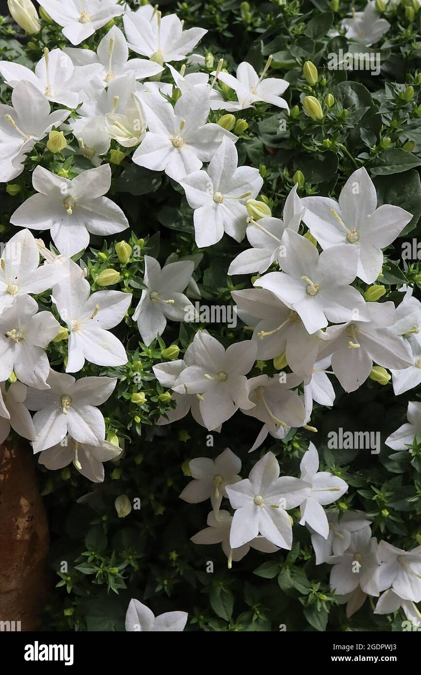 Campanula isophylla ‘Alba’ Italienische Glockenblume Alba - Gruppen von weißen, offenen Blüten mit länglicher Form, Juli, England, Großbritannien Stockfoto