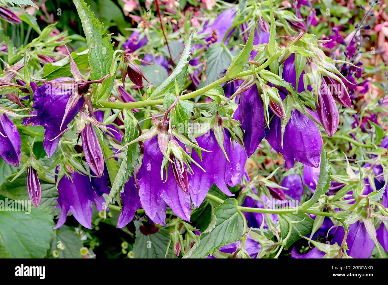 Glockenblume ‘Kent Belle’ Glockenblume Kent Belle - hängende glockenförmige dunkelviolette Blüten, Juli, England, Großbritannien Stockfoto