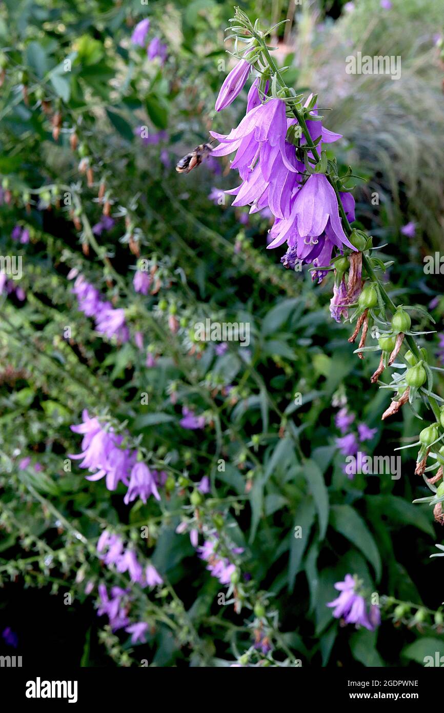 Campanula rapunculoides kriechende Glockenblume – dichte Trauben von hängenden glockenförmigen violetten Blüten an hohen Stielen, Juli, England, Großbritannien Stockfoto