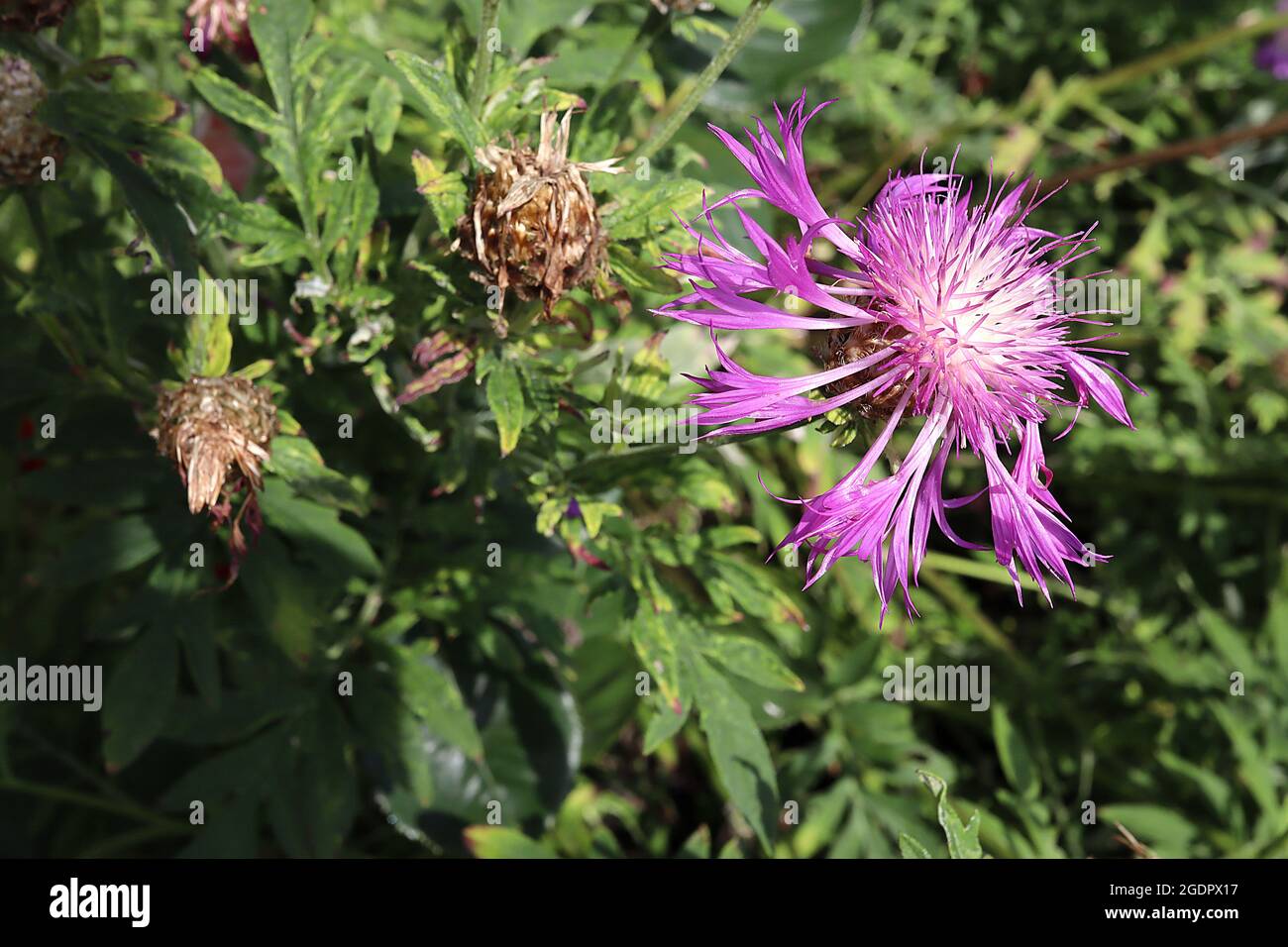 Centaurea hypoleuca ‘John Coutts’ Knickkraut John Coutts – Blütenkopfring aus violetten Blüten mit weißem Zentrum und purpurfarbenen Staubgefäßen, Juli, Großbritannien Stockfoto