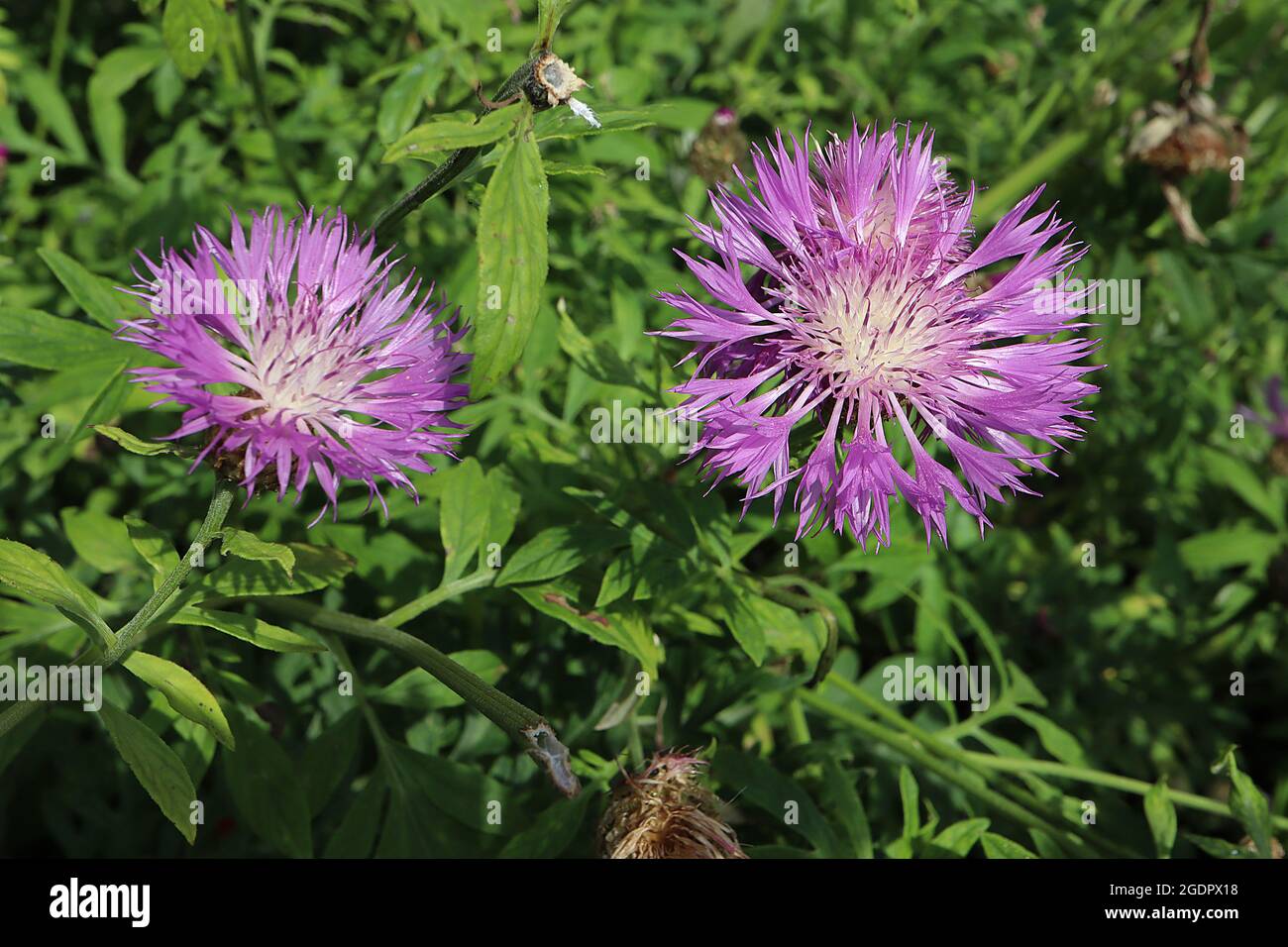 Centaurea hypoleuca ‘John Coutts’ Knickkraut John Coutts – Blütenkopfring aus violetten Blüten mit weißem Zentrum und purpurfarbenen Staubgefäßen, Juli, Großbritannien Stockfoto