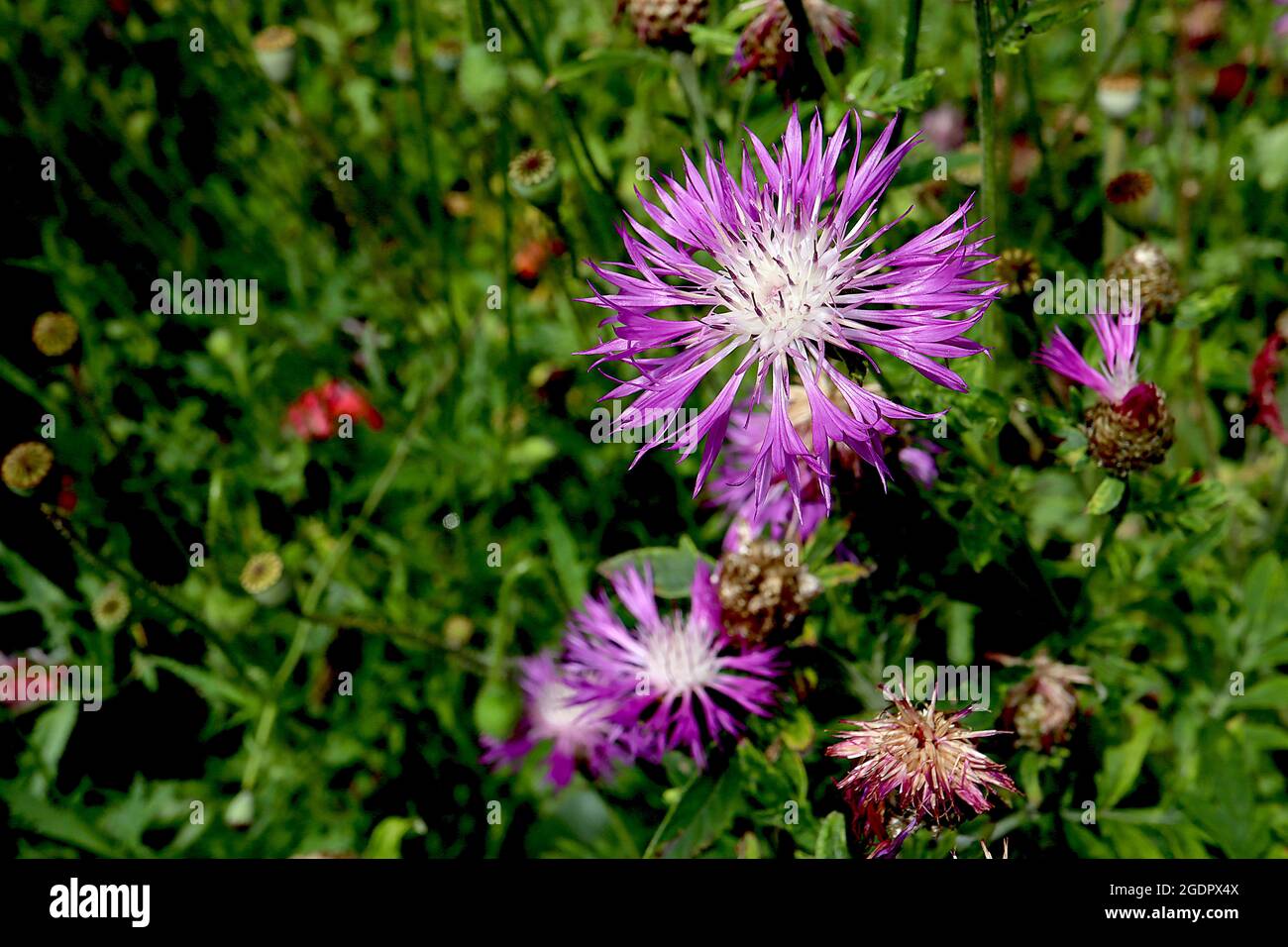 Centaurea hypoleuca ‘John Coutts’ Knickkraut John Coutts – Blütenkopfring aus violetten Blüten mit weißem Zentrum und purpurfarbenen Staubgefäßen, Juli, Großbritannien Stockfoto